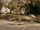 Red Fox running foxx
