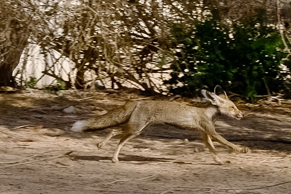 Red Fox running foxx