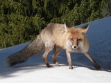 Red Fox russia (Vulpes vulpes)