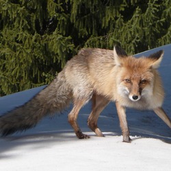 Red Fox russia (Vulpes vulpes)