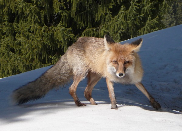 Red Fox russia (Vulpes vulpes)