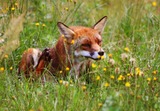 Small Land Mammals