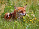 Red Fox scratching(Vulpes_vulpes)