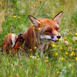 Red Fox scratching(Vulpes_vulpes)