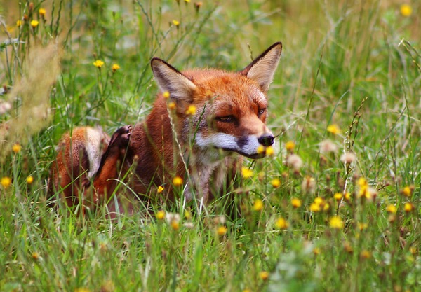 Red Fox scratching(Vulpes_vulpes)
