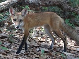 Red Fox side photo