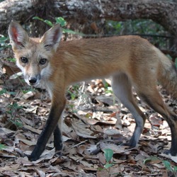 Red Fox side photo