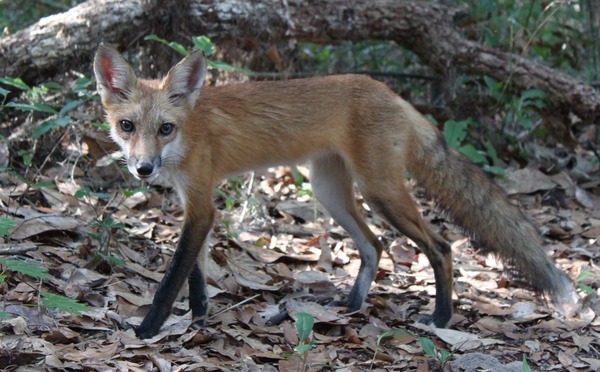 Red Fox side photo