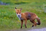 Red Fox Photo Gallery