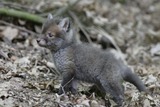 Fox Galleries
