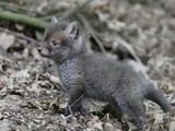 Red Fox tiny cub