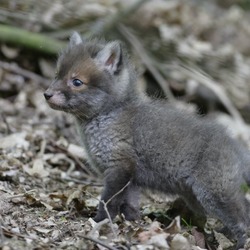 Red Fox tiny cub