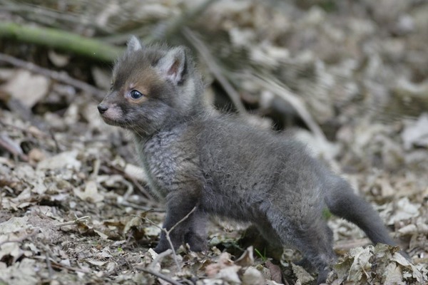 Red Fox tiny cub