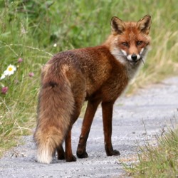 Red Fox trail vulpes vulpe