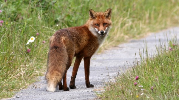 Red Fox trail vulpes vulpe