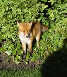 Red Fox Photo Gallery