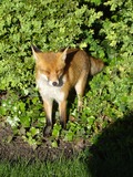 Red Fox westbroek park