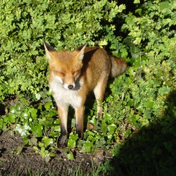 Red Fox westbroek park