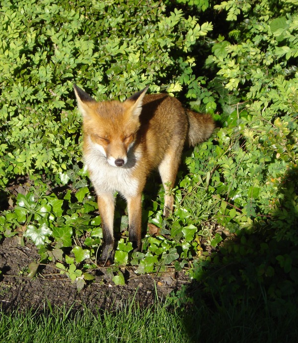 Red Fox westbroek park