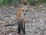 Red Fox wild (Vulpes vulpes)Front