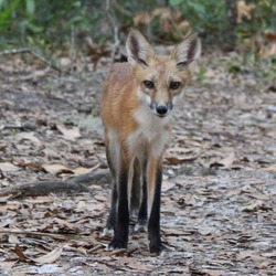 Red Fox wild (Vulpes vulpes)Front