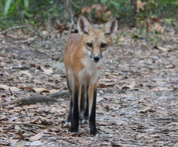 Red Fox wild (Vulpes vulpes)Front