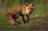 Red Fox Photo Gallery