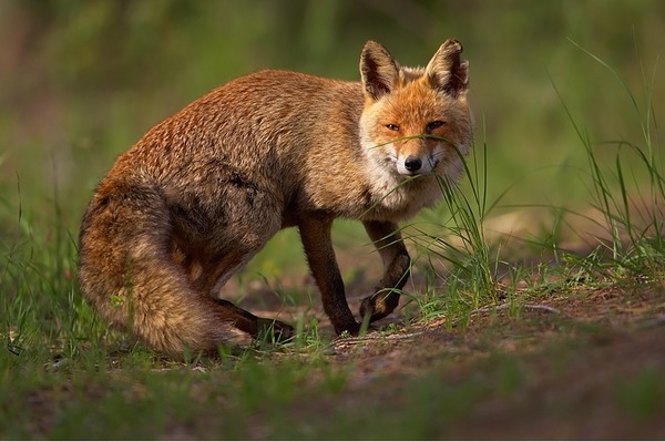 Red Fox wild Vulpes vulpes