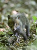 Red Foxbaby fluffy