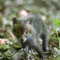 Red Foxbaby fluffy