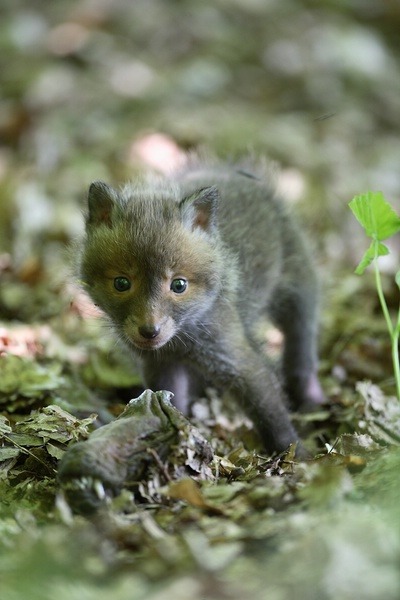 Red Foxbaby fluffy