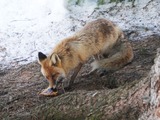 Red Foxeating in russia