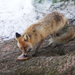 Red Foxeating in russia