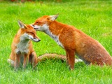 Red Foxes(Vulpes_vulpes)British Wildlife Centre