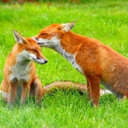 Red Foxes(Vulpes_vulpes)British Wildlife Centre