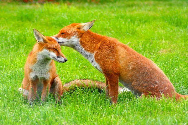 Red Foxes(Vulpes_vulpes)British Wildlife Centre
