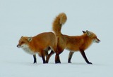 Small Land Mammals