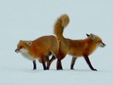 Red Foxs mating