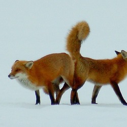 Red Foxs mating