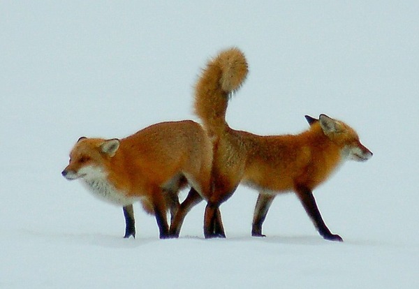 Red Foxs mating