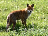 Red Foxwild (Vulpes_vulpes)