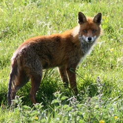 Red Foxwild (Vulpes_vulpes)