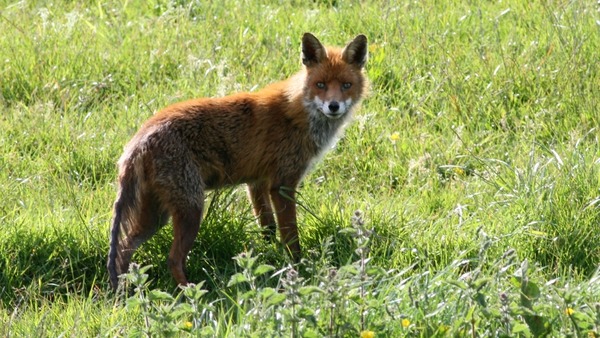 Red Foxwild (Vulpes_vulpes)