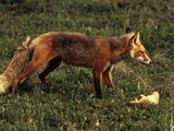 Red Foxx Vulpes vulpes prey