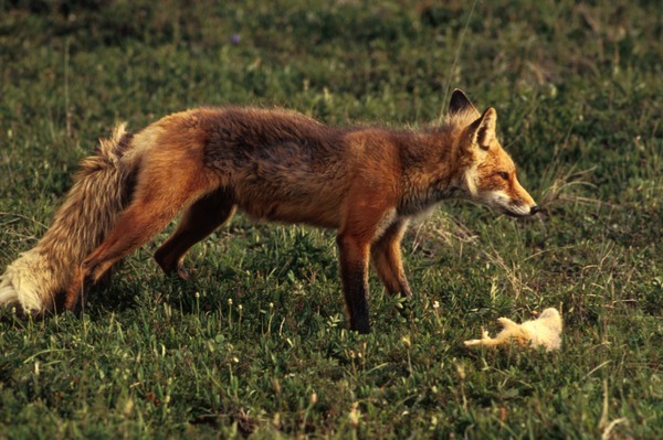 Red Foxx Vulpes vulpes prey