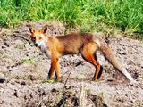 Skinny Red Fox (Vulpes vulpes) foxx