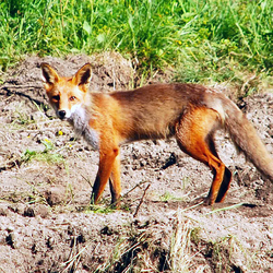 Skinny Red Fox (Vulpes vulpes) foxx