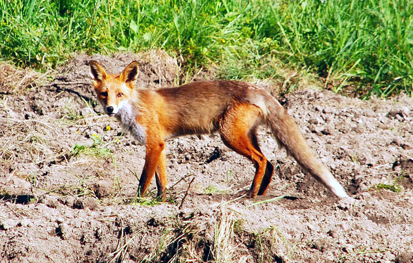 Skinny Red Fox (Vulpes vulpes) foxx