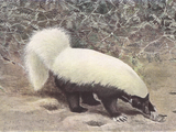 Hog-nosed-skunk
