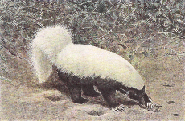 Hog-nosed-skunk